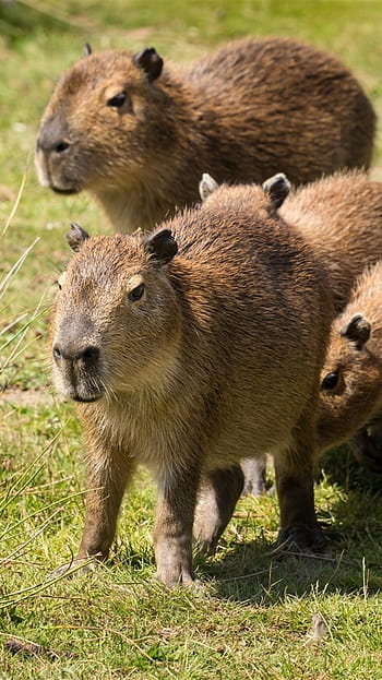 Capybara Pictures  Download Free Images on Unsplash