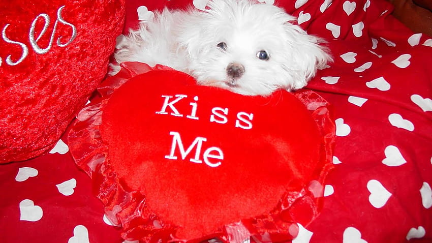 Valentines Kittens Puppies and Cupcakes Cute, valentines puppy and kitten HD wallpaper