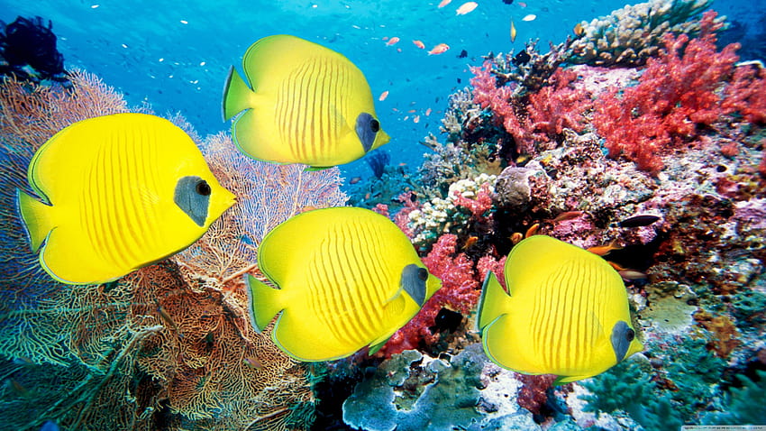 Pesce farfalla giallo ❤ per Ultra TV, pesce d'oro Sfondo HD