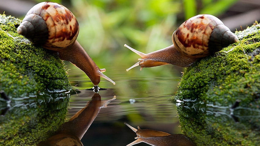 Snails on GreePX, cute snails HD wallpaper