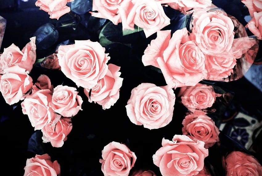 Grunge Rose Aesthetic, pink roses aesthetic HD wallpaper