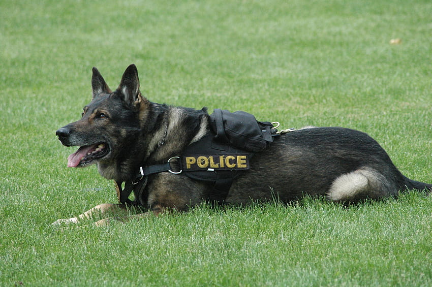 Polícia K9, cães policiais papel de parede HD