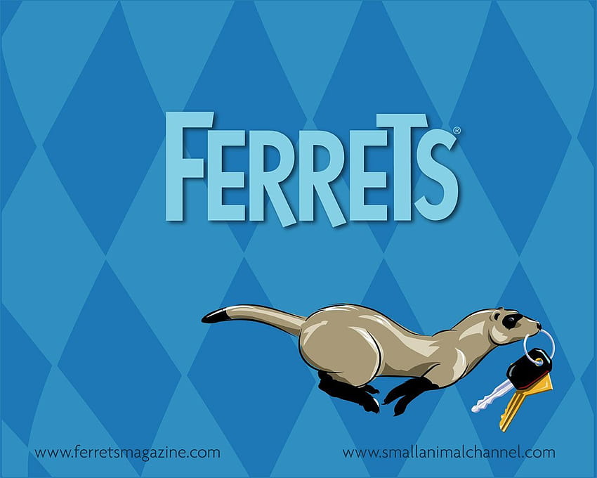 Gliders Ferret, baby ferrets HD wallpaper