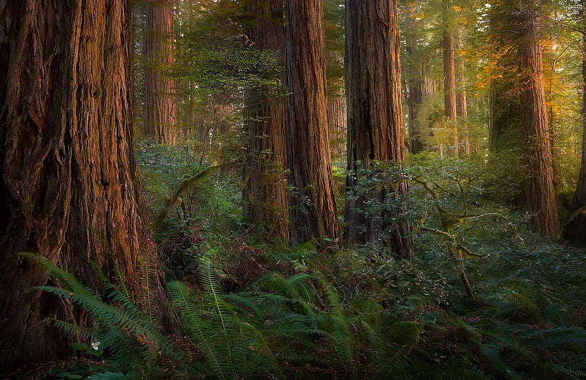 The Sun Forest, redwood national park HD wallpaper