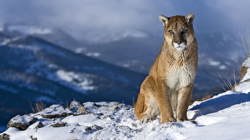 Winter Schnee Tiere Tierwelt Puma 1920x1080 – Natur Winter, Wintertiere pc HD-Hintergrundbild