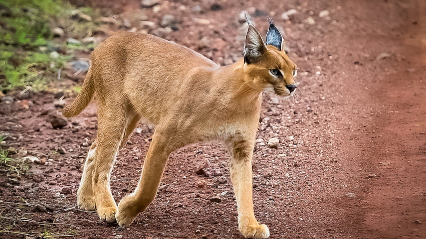 Caracal cat owner ticketed, ordered to find them new home HD wallpaper