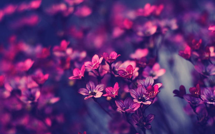 Laptop de flor rosa, flores de campo roxas china papel de parede HD