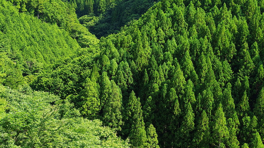 Зелена гора, дървета, изглед отгоре 3840x2160 U, зелени горски дървета HD тапет