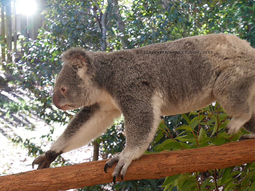 Tree, Terrestrial Animal, Ape, Marsupial, Koala, snuggling HD wallpaper