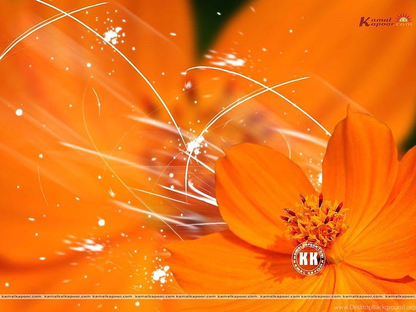Orange Color , Orange , Orange Full Screen วอลล์เปเปอร์ HD