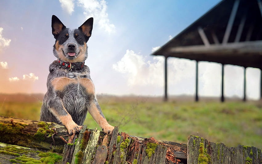 Blue Heeler, ферма, австралийско пастирско куче, кучета, австралийско куче порода бувие, домашни любимци, австралийско хийлер, куинсландски хийлер с резолюция 1920x1200. Високо качество HD тапет