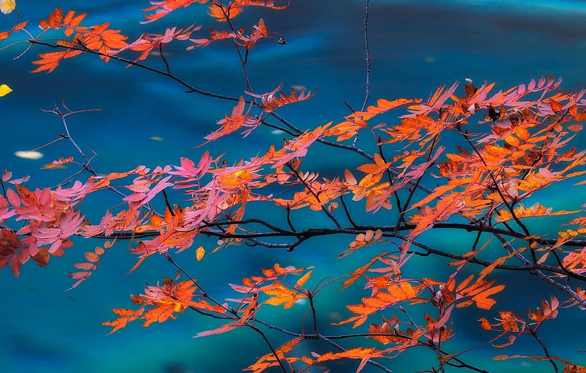 autumn, leaves, branch, China, Sichuan, Jiuzhaigou, Jiuzhaigou National Park, Valley of nine villages , section природа, jiuzhaigou valley autumn HD wallpaper
