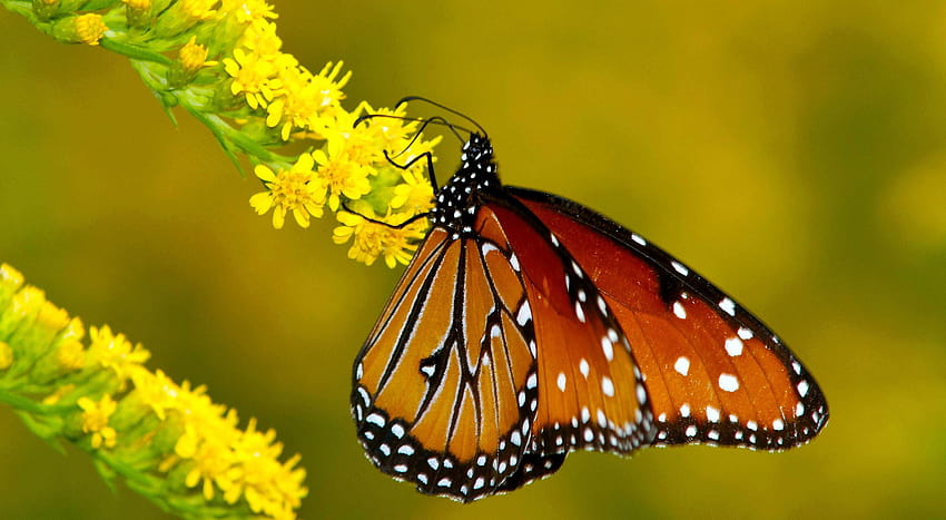 Flowers And Butterflies FB Cover, new fb cover HD wallpaper
