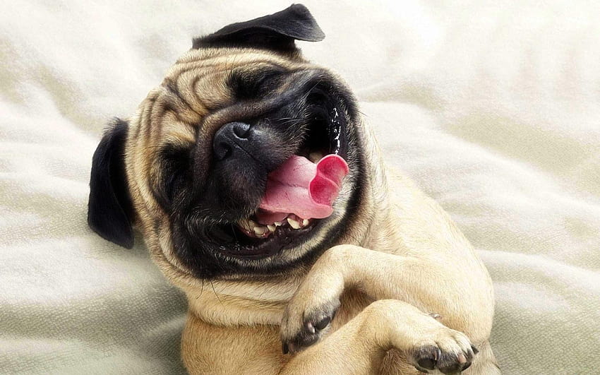 1440x900px Smile for, smile dog HD wallpaper