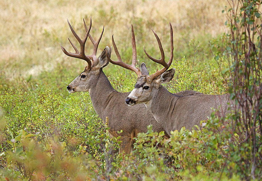 Are Mule Deer Getting the Boot from Whitetails?, blacktail deer HD wallpaper