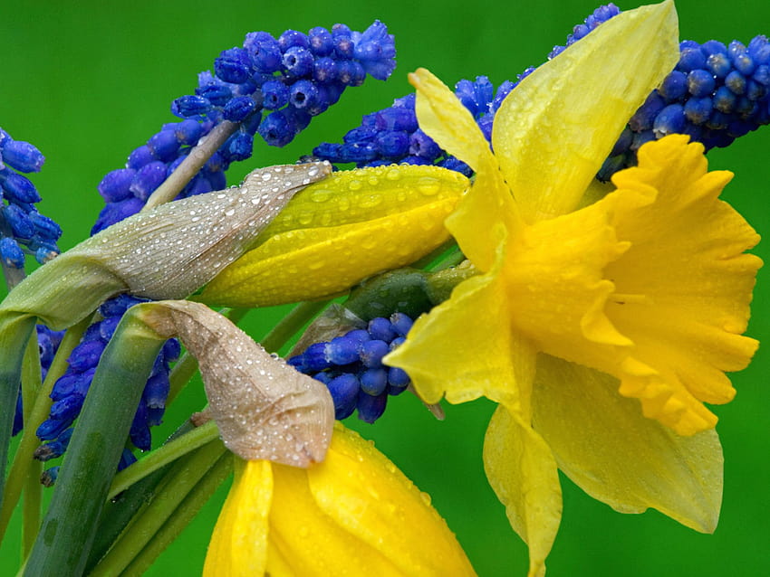 Daffodils And Grape Hyacinth, spring daffodils flowers HD wallpaper