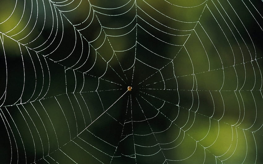 Spider net spider net spider net [1280x800] for your , Mobile & Tablet