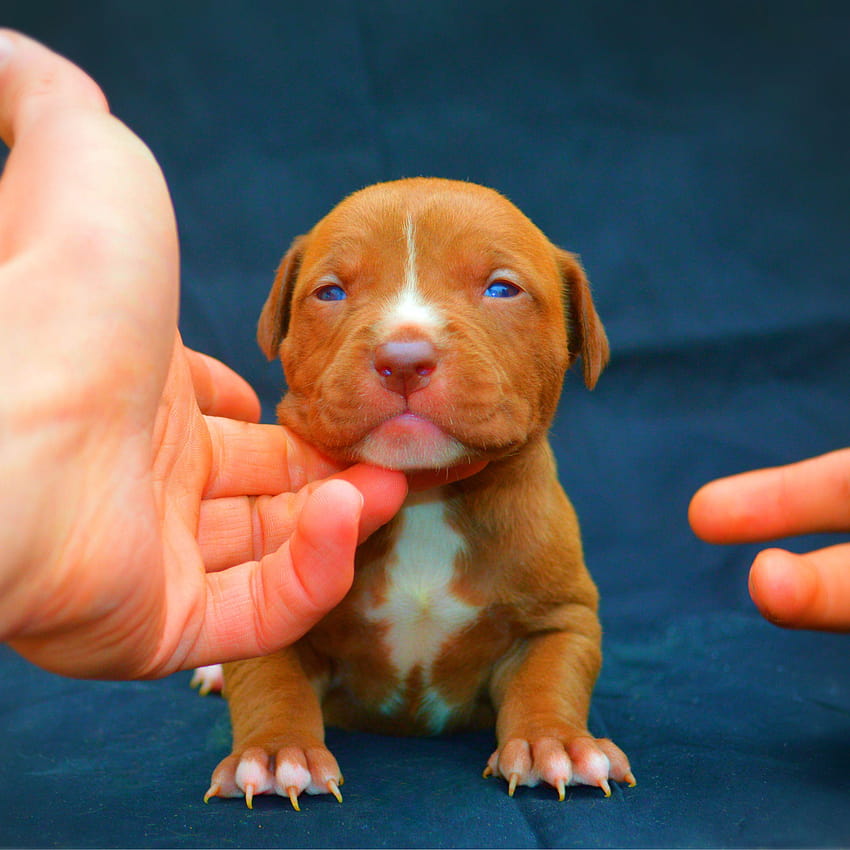 Red Nose American Pitbull Terrier Puppies For Sale, Baby Pit Bull Hd Phone  Wallpaper | Pxfuel
