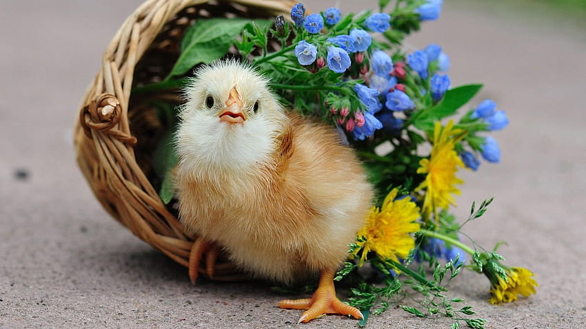 ลูกนก กระเช้า ลูกไก่ ไก่ ดอกไม้ วอลล์เปเปอร์ HD