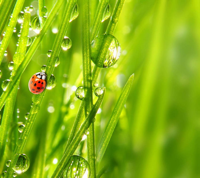 Morning Dew by P3TR1T, spring dew HD wallpaper