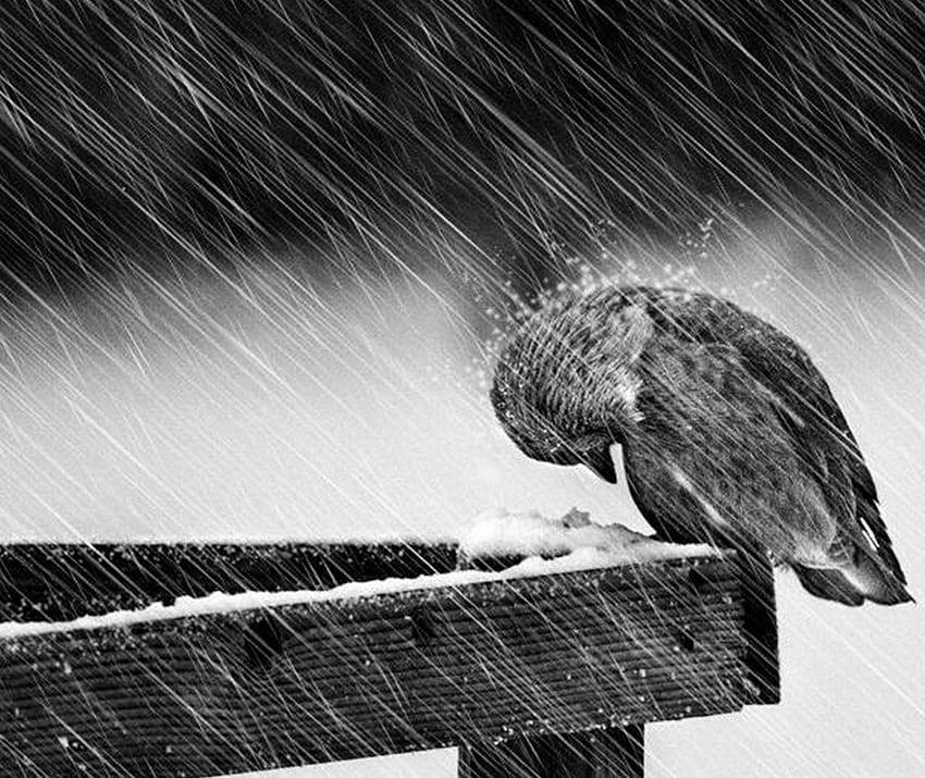 Winter Bird by NitroQueen ...zedge, gray winter birds HD wallpaper