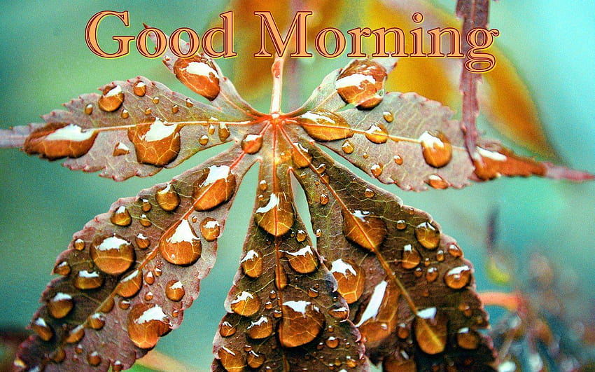 Good Morning Dew Drops Autumn Leaf Winter, morning dew on leaves HD wallpaper