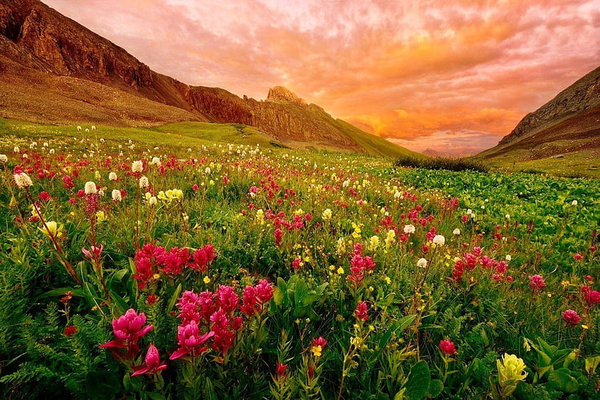 Górskie polne kwiaty i tła, polne kwiaty w górskiej dolinie Tapeta HD