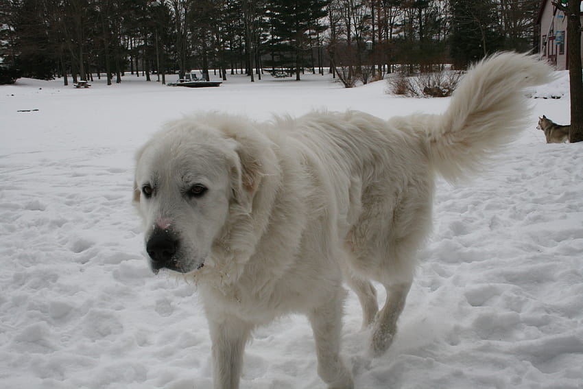 son grandes perros de nieve del pirineo