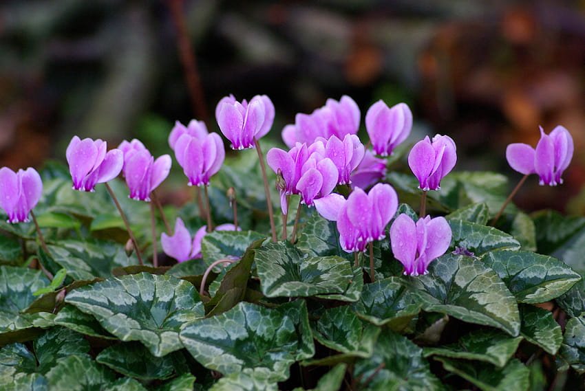 Cyclamen for your or mobile screen and easy to HD wallpaper