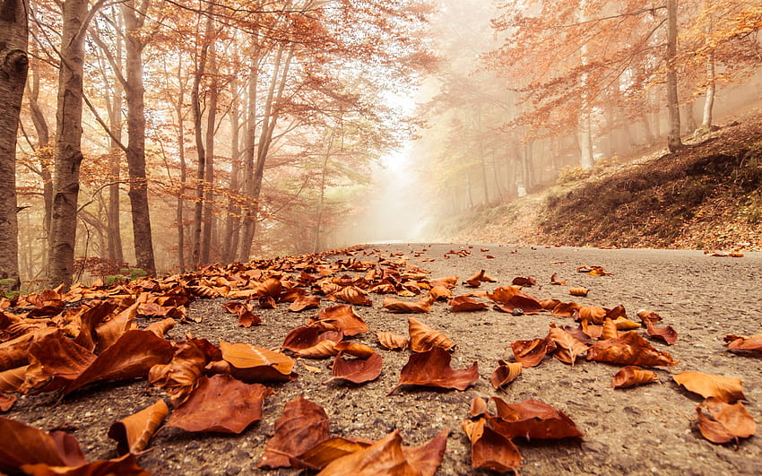 3205125 2880x1800 есен, бук, широколистен, мъгливо, гора, мъглива есенна горска пътека HD тапет