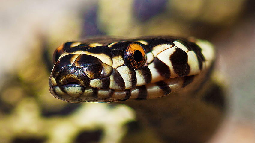 Howstuffworks, venomous snakes HD wallpaper