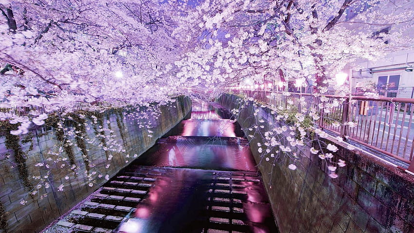 Cherry blossom tree, japanese cherry tree HD wallpaper