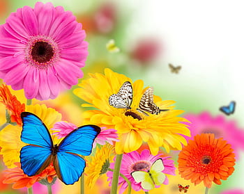 Page 38 | background with butterflies HD wallpapers | Pxfuel