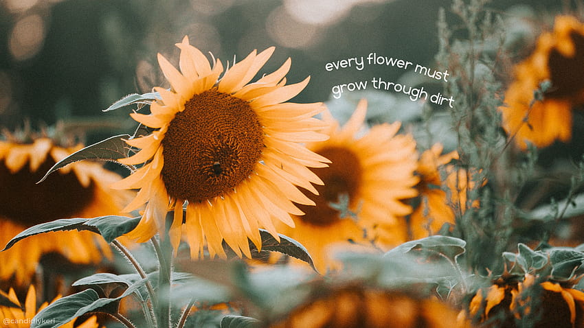 2 Sunflower Quotes, sunflowers with quotes HD wallpaper | Pxfuel