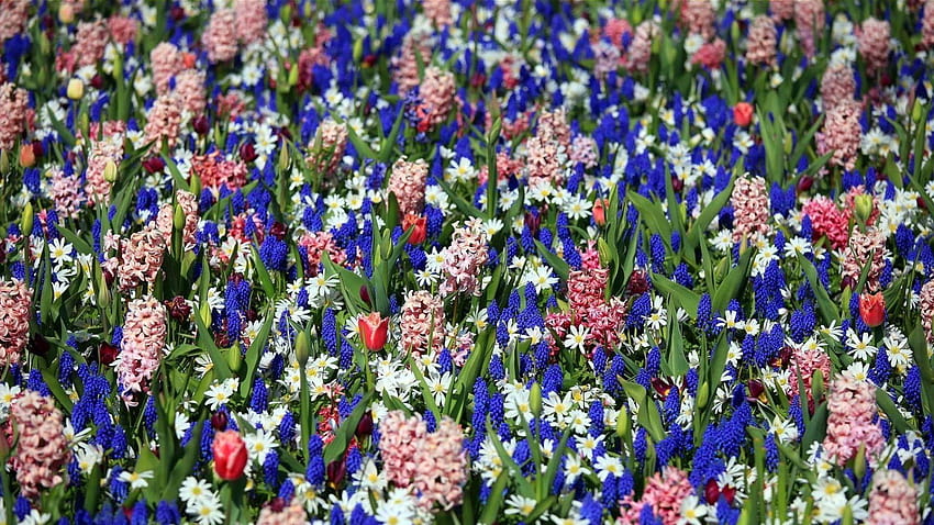 1920x1080 tulips, muscari, hyacinths, flowers, hyacinth flower HD wallpaper