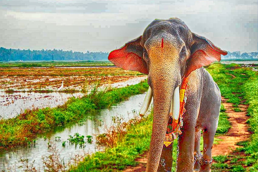Gajah Kerala, chikottukavu ramachandran Wallpaper HD