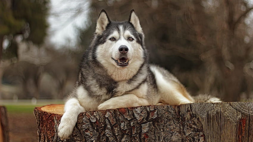 brown husky wallpaper hd