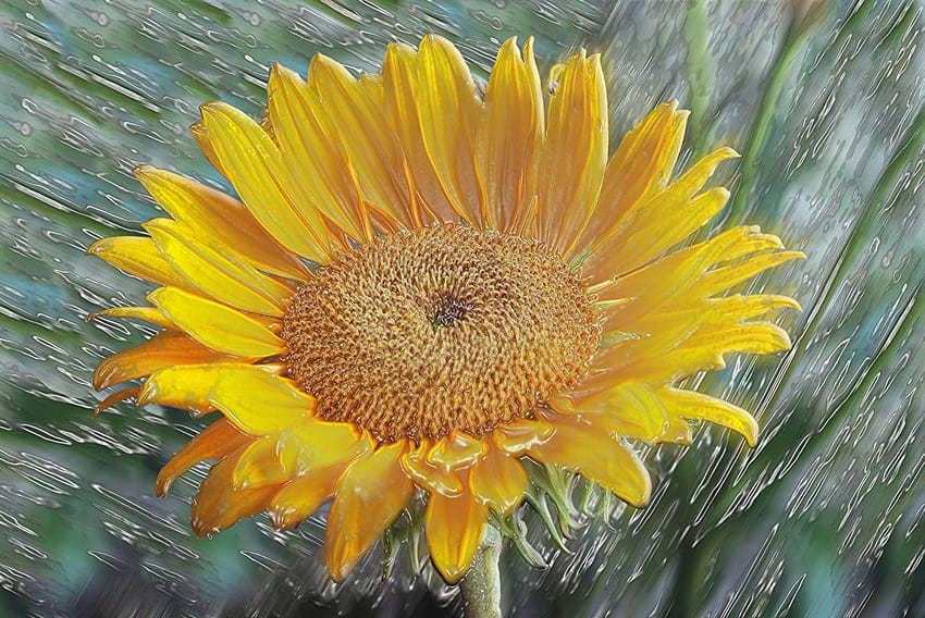3D Graphics Flowers Sunflowers, helianthus annuus HD wallpaper