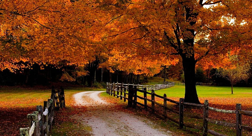 道路の秋は牧草地の草をオレンジ色に葉します美しい森の木は秋、秋の森の牧草地を囲みます 高画質の壁紙