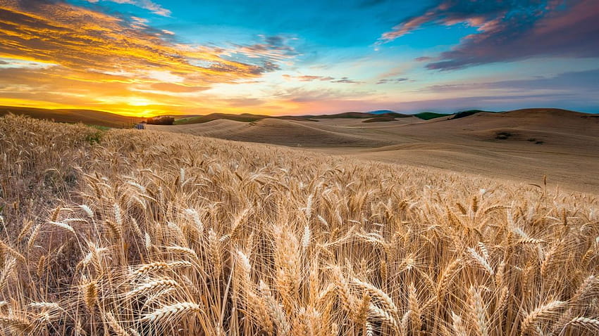 Ladang, , gandum, paku, langit, awan, ladang Wallpaper HD