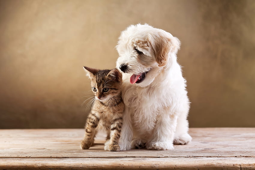 dogs, Cats, Two, Kitten, Bolognese, Animals, Baby, Puppy, baby puppy HD wallpaper
