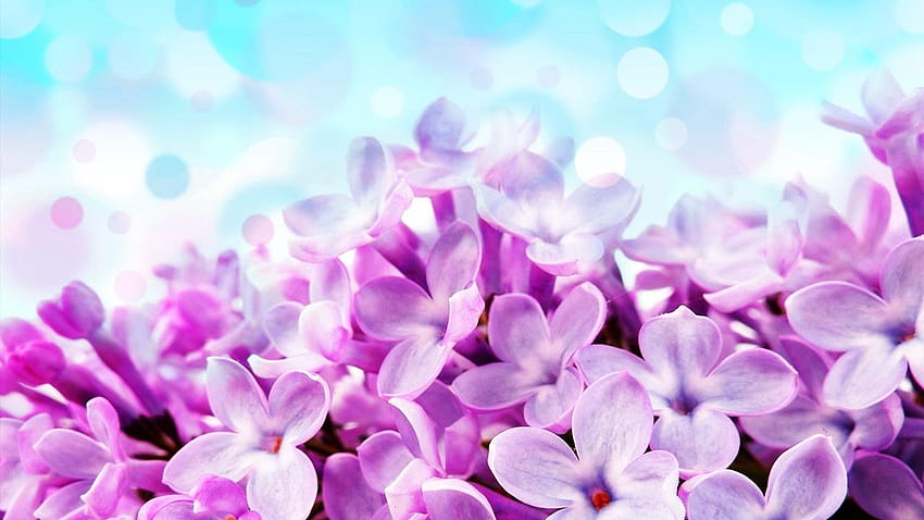 Lilac Flowers Live、ライラ 高画質の壁紙