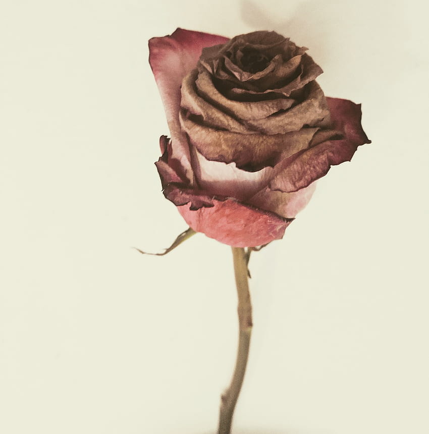 Dried Rose Muted Wilted Dead, droopy roses HD phone wallpaper