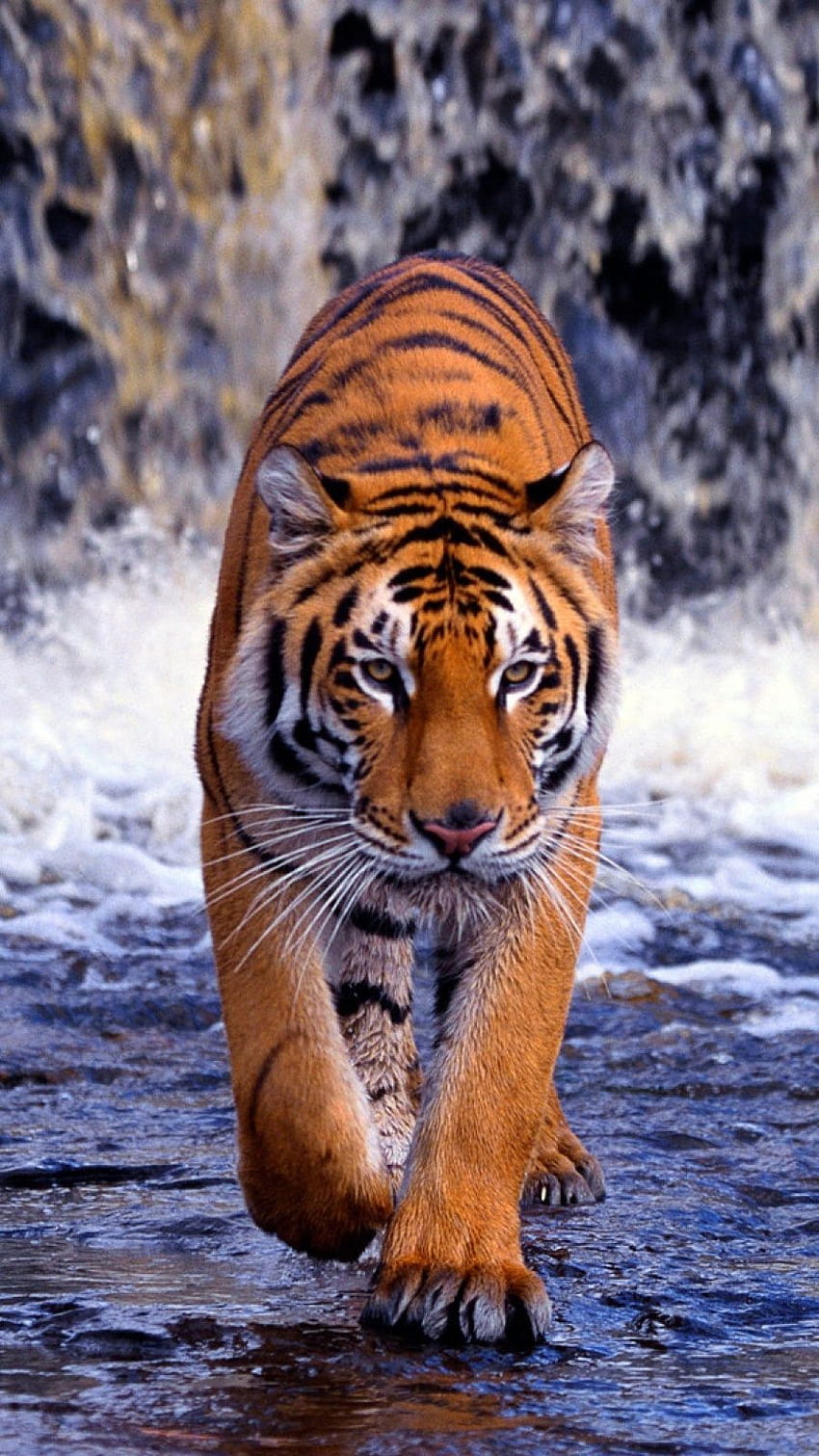 553013 tiger widescreen hd wallpapers - Rare Gallery HD Wallpapers