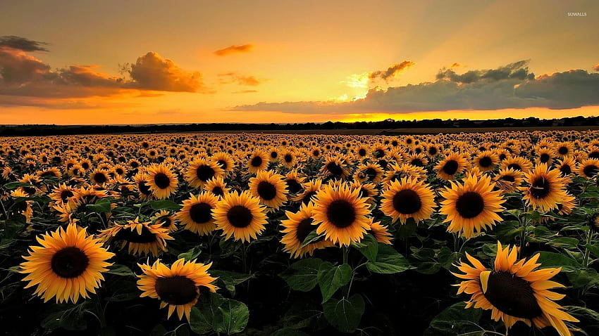 5 Sunflower Sunset, bunga matahari saat matahari terbenam Wallpaper HD