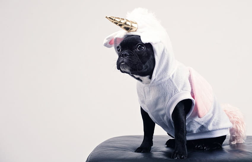 Boston Terrier Wearing Unicorn Pet Costume · Stock, unicorn puppy HD wallpaper