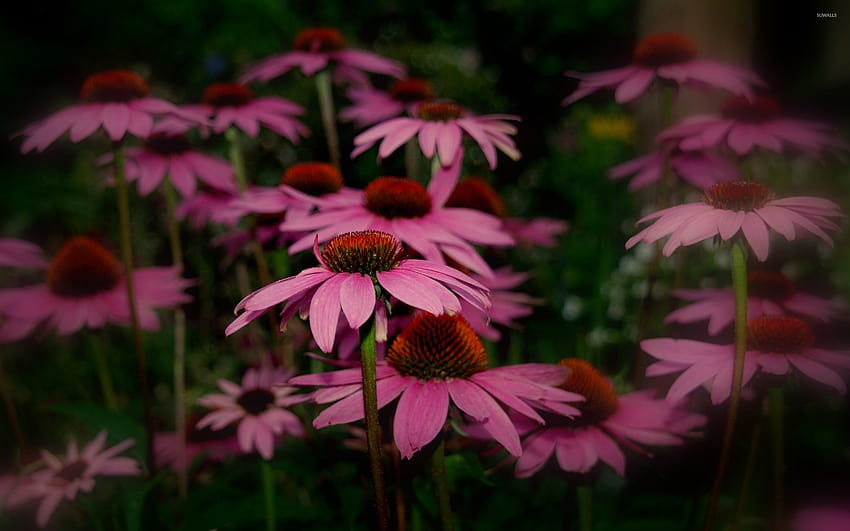 Best 4 Sonnenhut auf Hüfte, Echinacea-Blume HD-Hintergrundbild