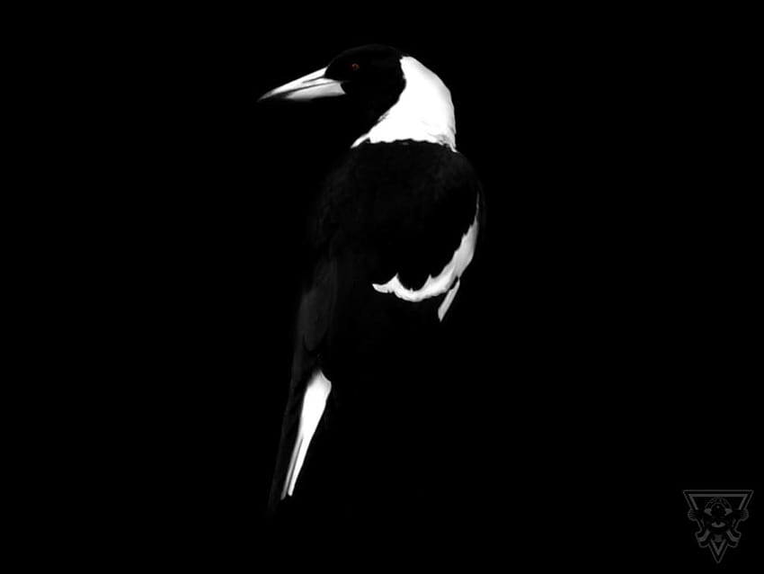 Collingwood on Hip ...hip, magpie HD wallpaper