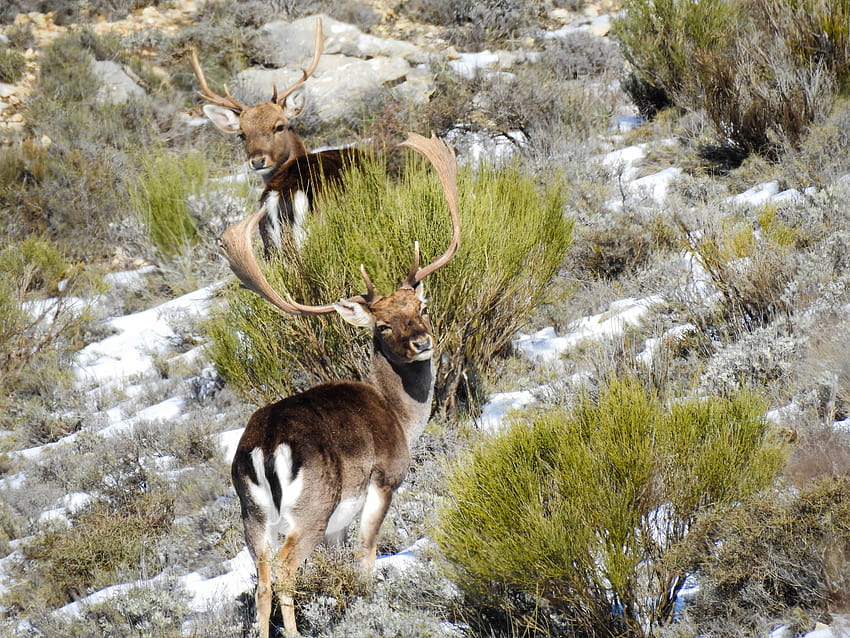스페인에서 휴경 사슴 사냥 HD 월페이퍼