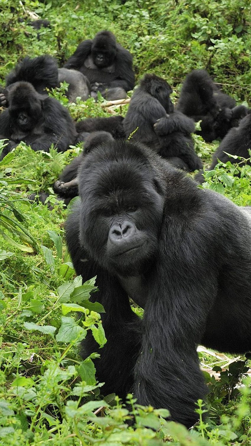 Silverback gorilla protecting his troop, gorilla troop HD phone wallpaper